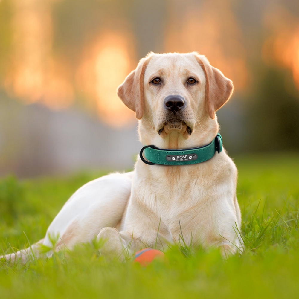 dog collars for labs