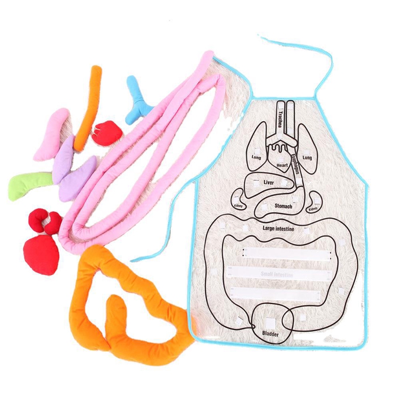 kids anatomy apron