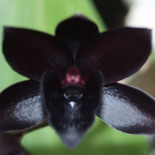 100pcs Rare Black Faberi Orchid Flower Seeds Cymbidium Home Garden Bonsai Decor #5