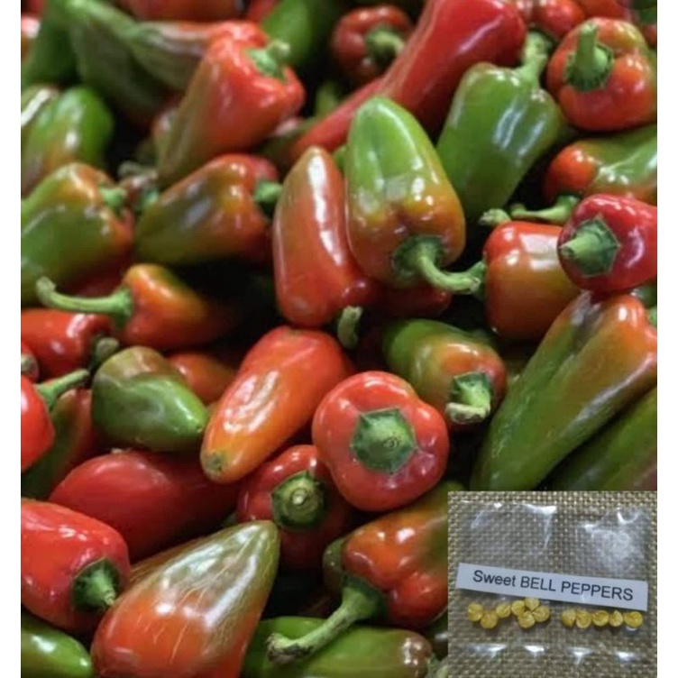 Sweet Bell Pepper (Sultan F1 Variety) Shopee Philippines