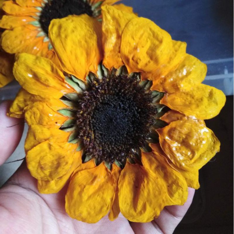 Real dried, pressed and preserved sunflowers 36 cm diameter for resin
