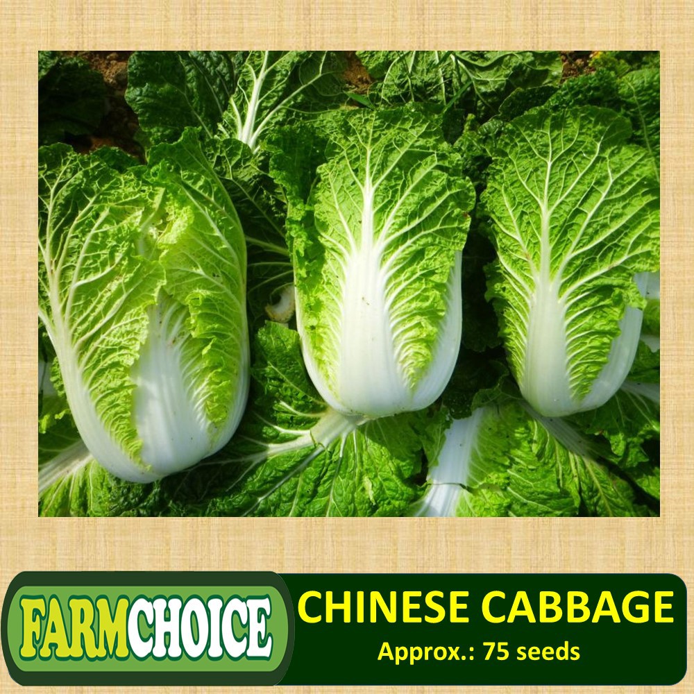 CHINESE CABBAGE / PECHAY BAGUIO SEEDS (75 seeds) Shopee Philippines