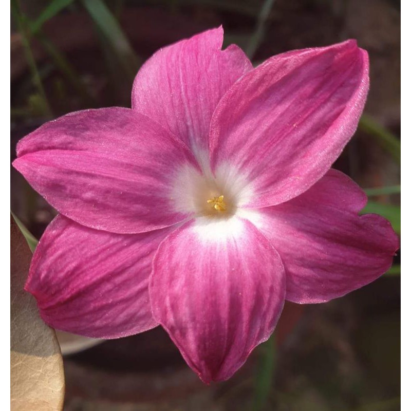 Rain lilies (heartrob) Shopee Philippines