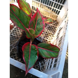 Aglaonema Red Siam Live Plant #5