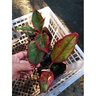 Aglaonema Red Siam Live Plant #4