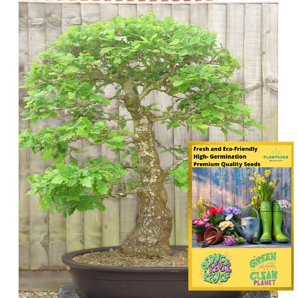 Dwarf Oak Tree K78 1 Gram of High germination Flowering Plant tree