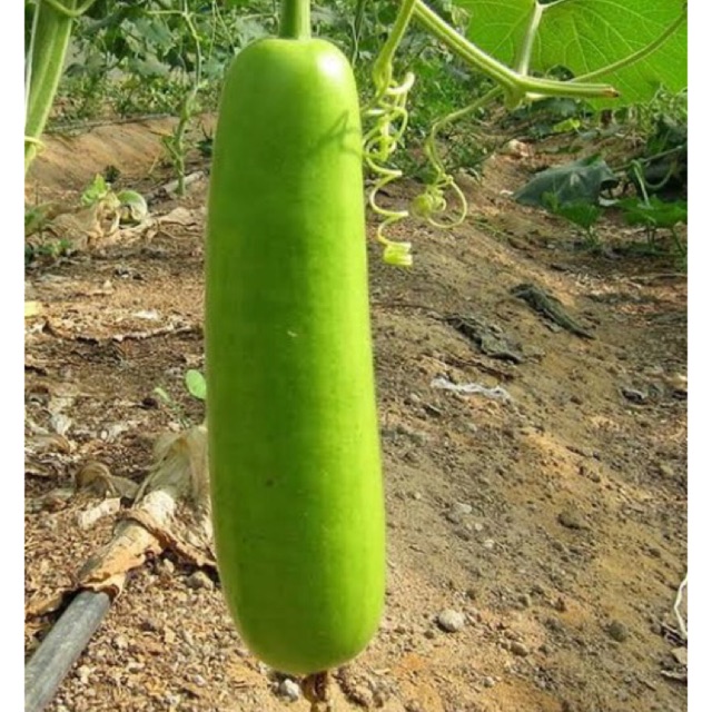 Upo Seeds ( Calabash Gourd) Shopee Philippines