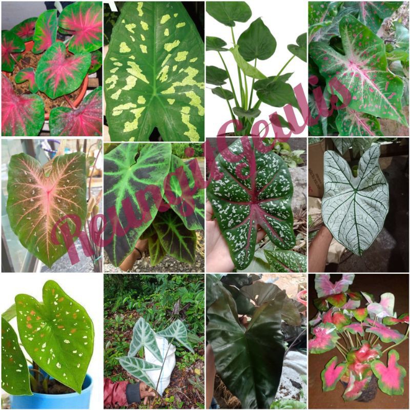 50pcs taro / taro ornamental plant seeds / promo taro seedlings or ...