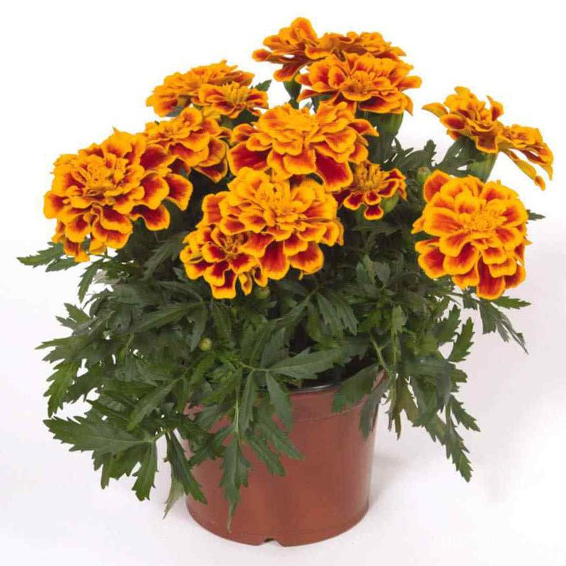 Mixed Seeds Marigold Flower Seeds for Sale 100 seedspack, Mix Color Gardening Flower Seed Bonsai Se