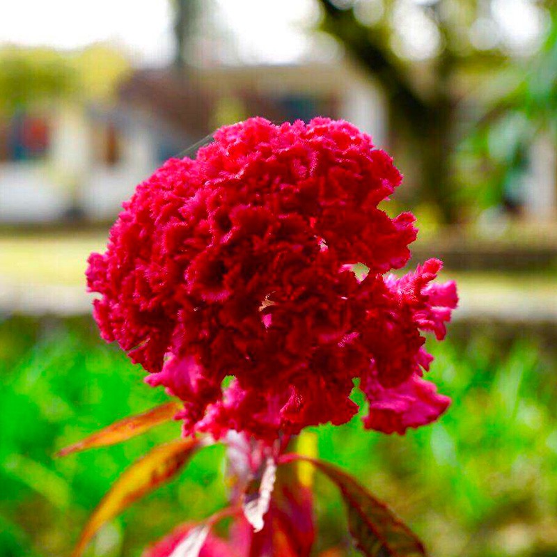 TINNA celosia spicata-Globular celosia-century series-mixed color flower  seed-plant seed-plant | Shopee Philippines