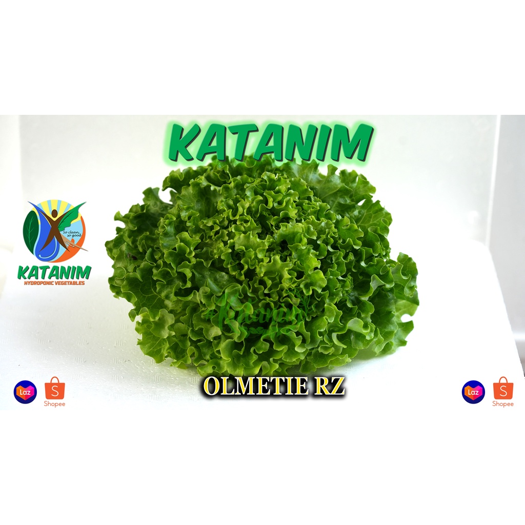 Olmetie Lettuce Seeds By Rijk Zwaan Repacked Seeds 100 500 Pills Katanim Shopee Philippines 2864