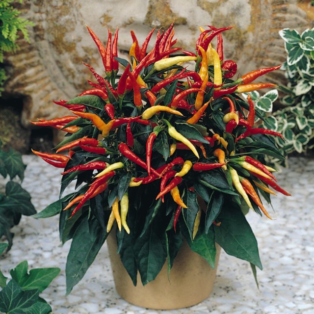 Ornamental Edible Pepper Plant Seeds Shopee Philippines