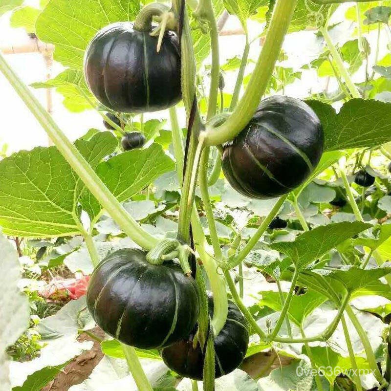 flower seeds/Japan Pumpkin Seeds Sale Mini Chestnut Pumpkin Vegetable Seeds Gardening Bonsai SeedsRe