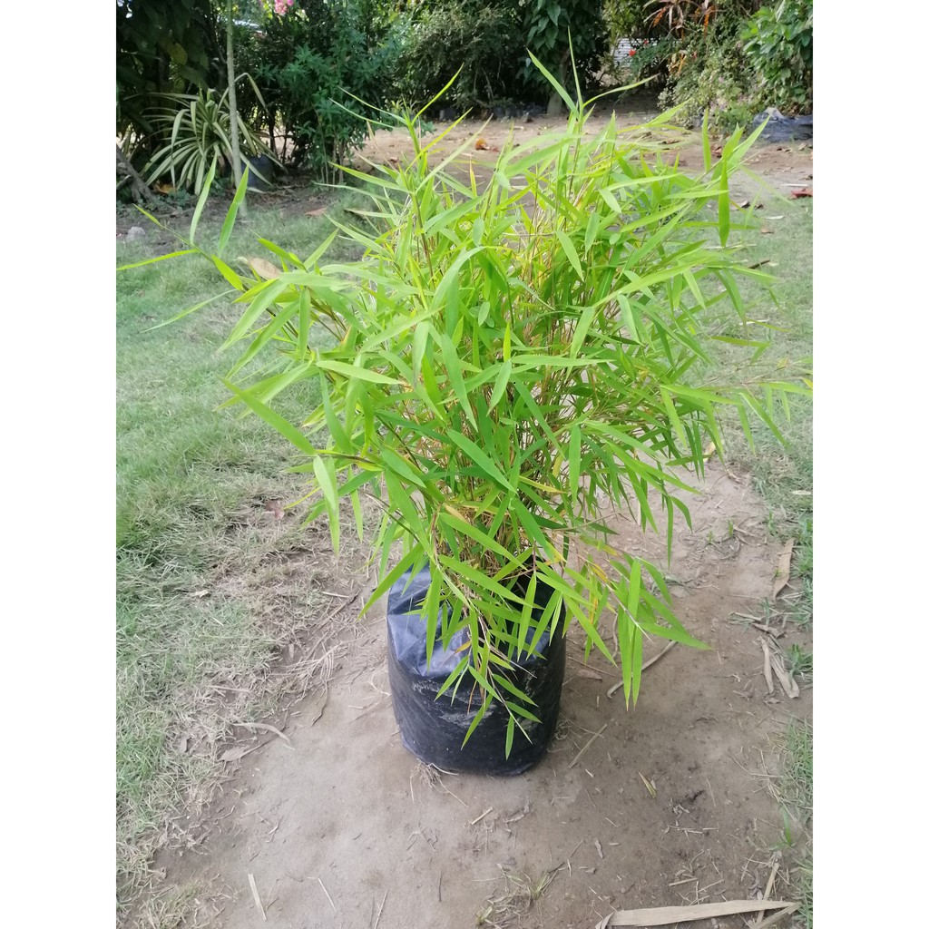 Chinese grass bamboo plant   Shopee Philippines
