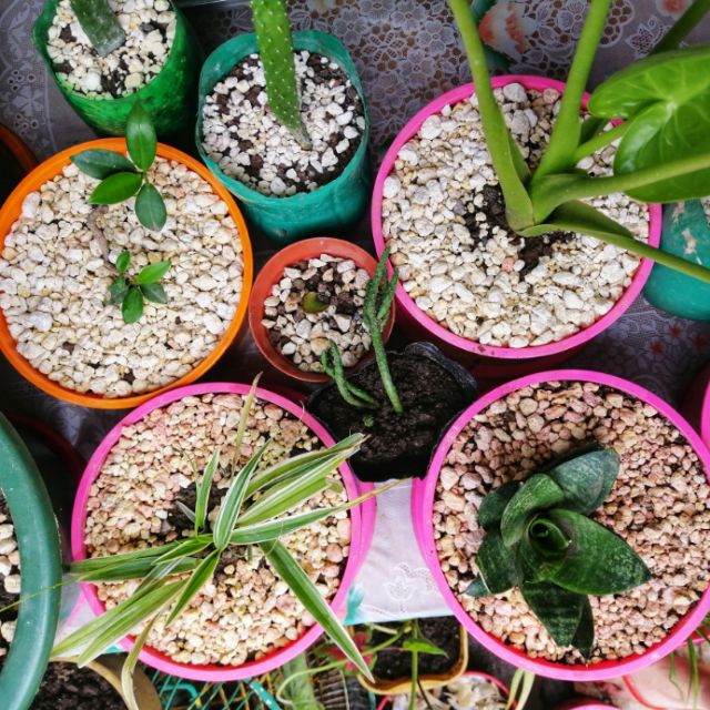 Pebbles/Limestone for Succulents and Plants Shopee Philippines