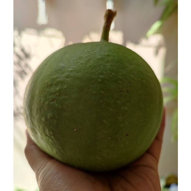 Calabash Miracle Fruit SMALL (1 piece only)