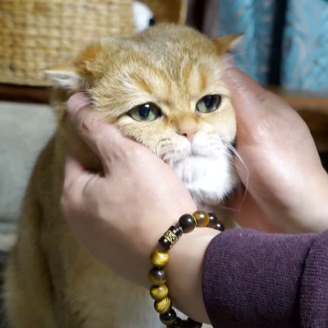 lulu_lala_, Online Shop Shopee Philippines