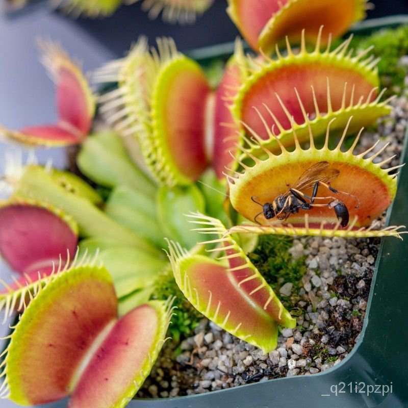 【Large Dionaea Muscipula】Slurperon InsectEating Plant Cannibal Flower Club(InsectEating Plants