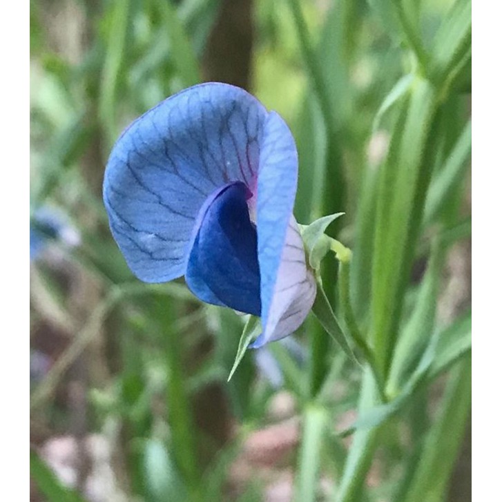 Blue Sweet Pea Flower Plant Seeds | Shopee Philippines