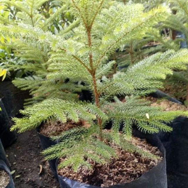 Pine Tree Alocaria In Seedling Bag Shopee Philippines
