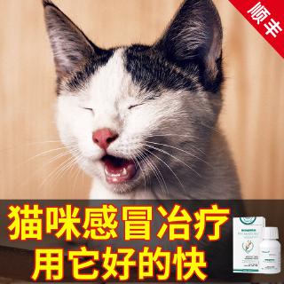 Cat cold medicine runny nose sneezing young cat with cough ...