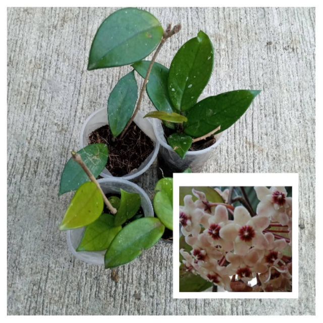 Hoya Carnosa Small Rooted Cuttings Shopee Philippines
