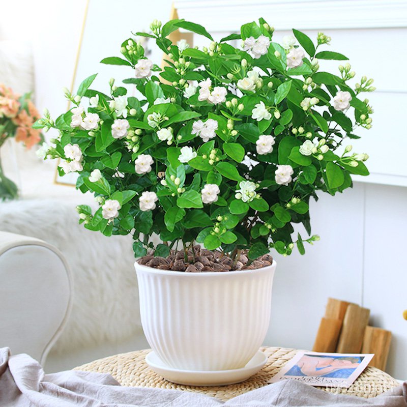 Jasmine Flower Potted Flower Plant Office Indoor Seedling Everblooming  Fragrant Easy to Keep Mozzie | Shopee Philippines