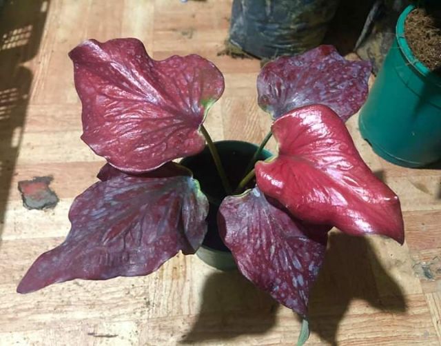 Caladium Indoor Plant Shopee Philippines