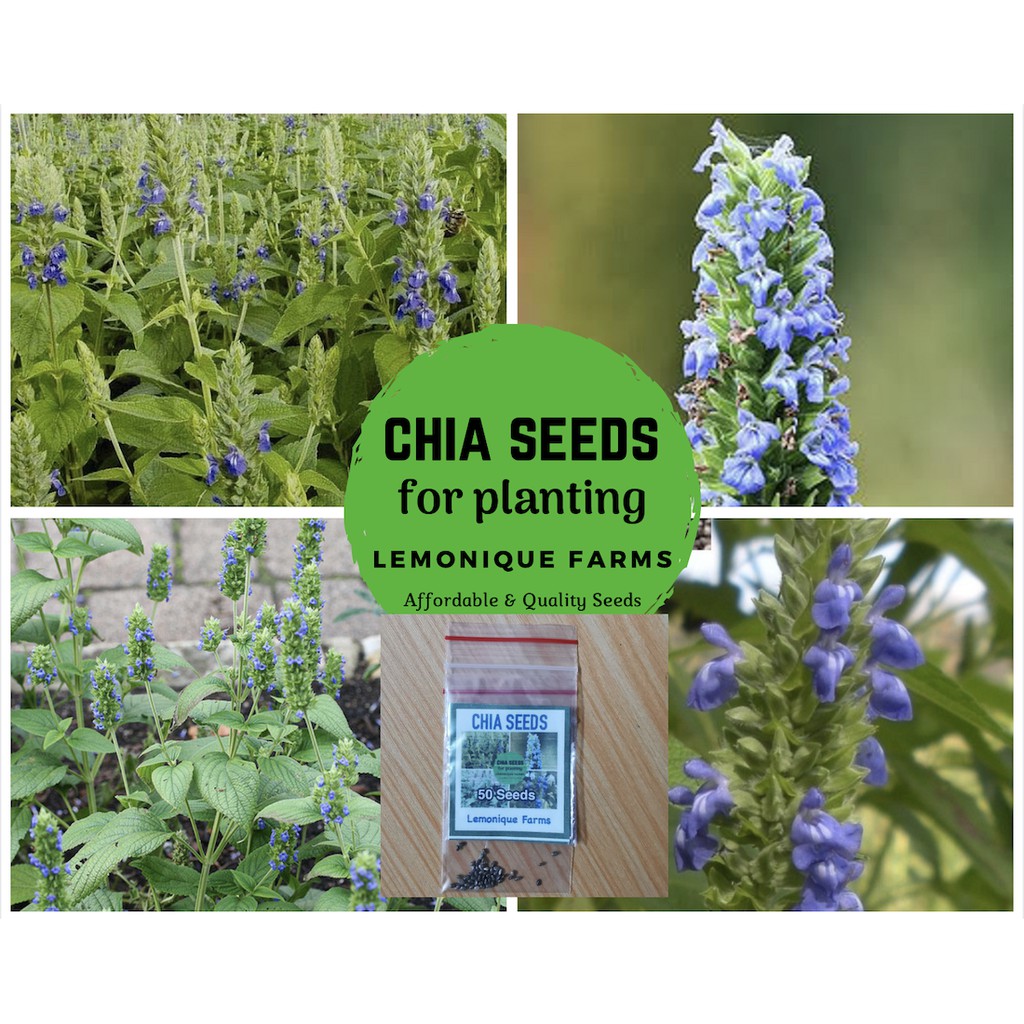 Black Chia plant seed Chia seeds for planting Chia
