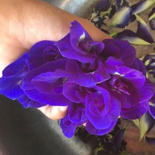 Seeds Blue ternate, cucumber Seeds Shopee Philippines