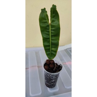 Philodendron Billietiae 1 & 4 leaf | Shopee Philippines