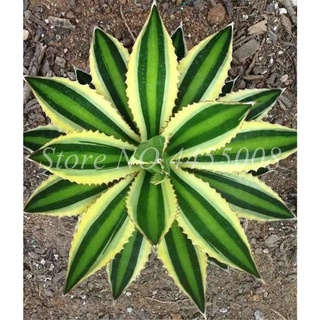 200 Pcs Seeds Mixed Aloe Cacti Agave Bonsai Rare Succulent Plants Agave-Americana Potted Agave Plant #6