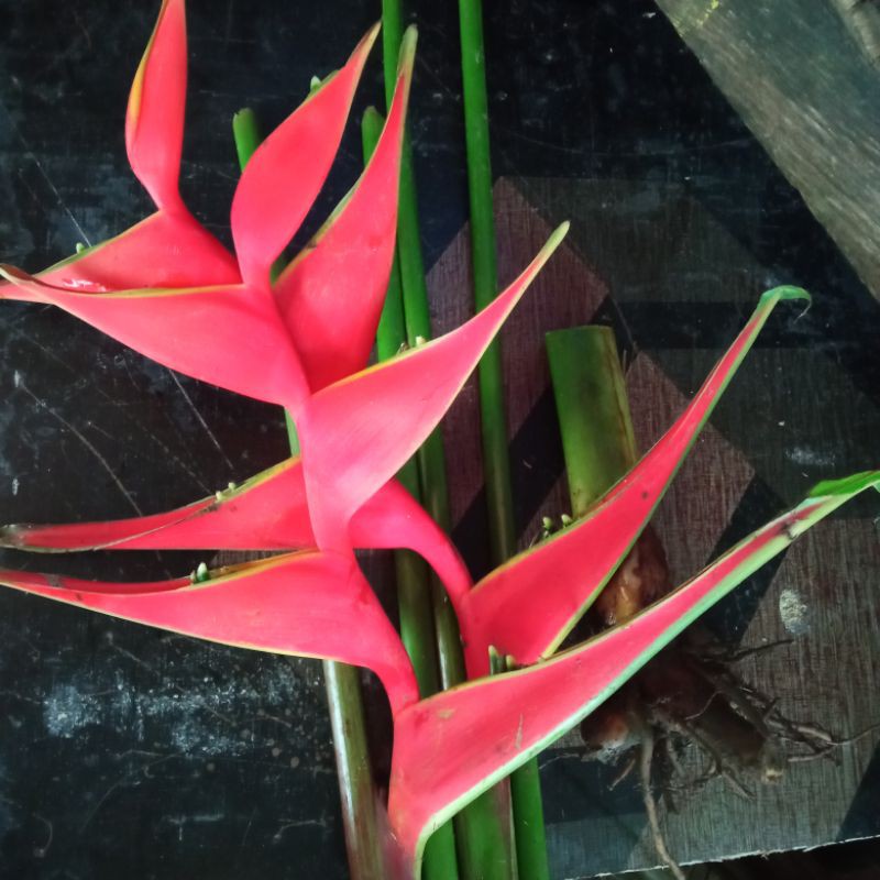 Heliconia (Stricta Bucky) Lobster Claw Shopee Philippines