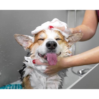 PetCare Dog Shampoo (Vanilla, Lavander or Citronella Scent) 414ml #5