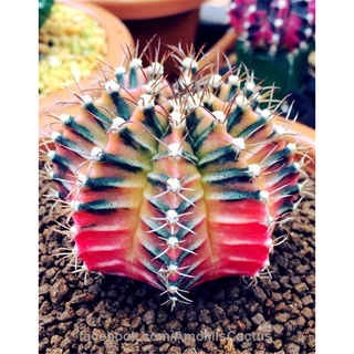 Hot Sell Succulent Plants 100 PcsPack Euphorbia Obesa Seeds, Very Rare Cactus Flower Seeds for Garde #4
