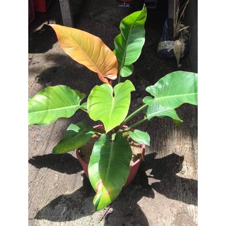 Philodendron Red Conggo Rare Collectors Item Shopee Philippines