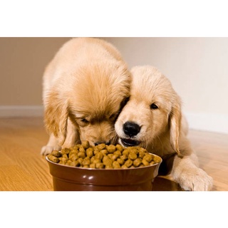 MONGE SPECIAL DOG PUPPY ( 1KG ) LAMB & RICE DRY FOOD Kibble Pet Diet Paw Puppy Coat Fur Skin Coat #2