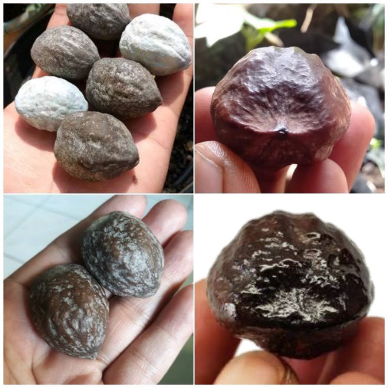 Whole Candlenut With Shell / Shell Shopee Philippines
