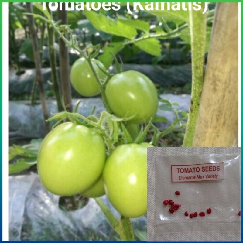 Tomato Seeds Kamatis Shopee Philippines 6724