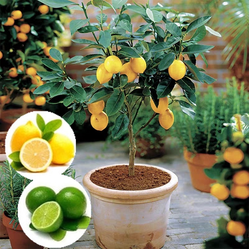 lemon meyer yuzu lemon blood lime fruit tree seeds | Shopee Philippines