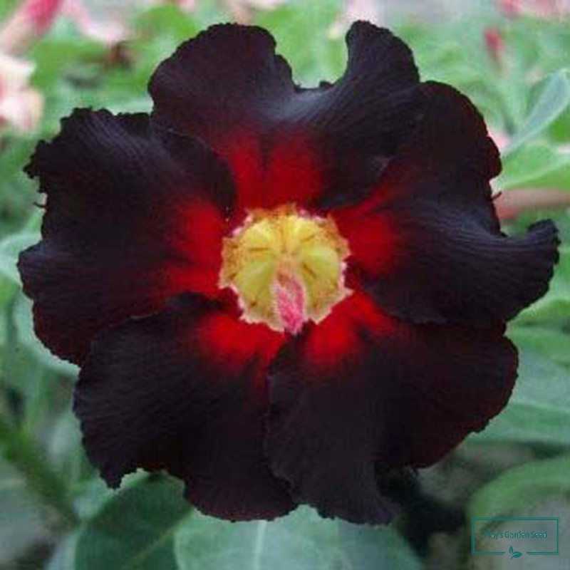 One Petal Black Red Desert Rose Seeds,Adenium Obesum Seeds – Variety ...