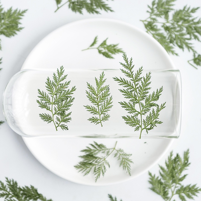 Artemisia pine leaves, real leaves, dried flowers, embossed plant