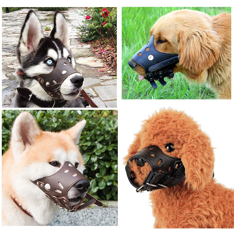 Can A Dog Still Eat And Drink With A Muzzle On