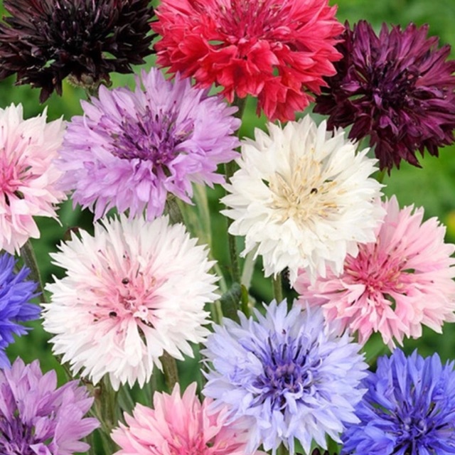 Mix Color Cornflower Centaurea Cyanus Seeds | Shopee Philippines