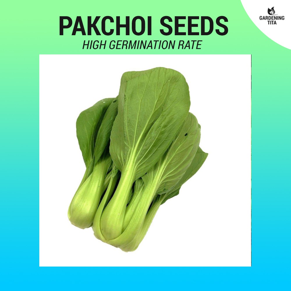 Pakchoi Seeds ~380 pcs
