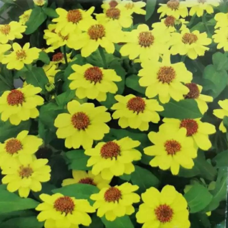 Zinnia Summer Time Yellow Ornamental Plant 5 Seeds Shopee Philippines