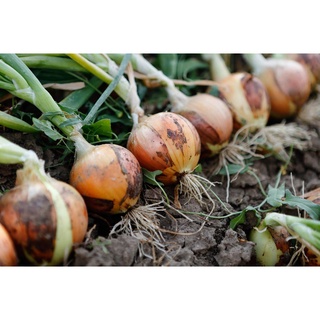 （hot）White Onion Seeds / Yellow #1