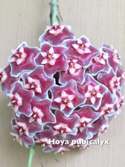 Hoya Plant For Sale 1 Shopee Philippines