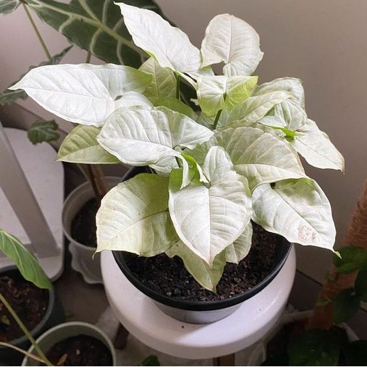 Syngonium Moonshine Plant Live Plant Shopee Philippines