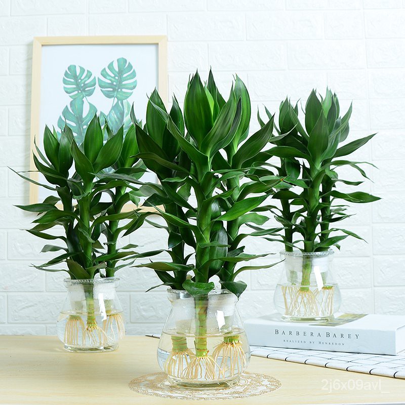 Guanyin bamboo rich bamboo hydroponic plant potted indoor office living